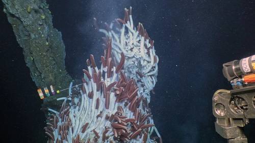 Data loggers deployed at hydrothermal vents on the East Pacific Rise record temperature of vent fluids every 10 minutes for up to a year. (Photo courtesy of Photo courtesy of Jill McDermott, Lehigh Univ.; WHOI, NDSF, Alvin Team; Funder: National Science Foundation. © Woods Hole Oceanographic Institution)