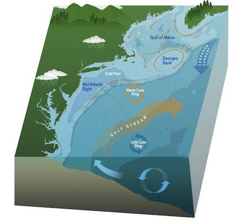 The major currents in the Gulf of Maine and northwest Atlantic are depicted in this illustration. The Gulf of Maine is predicted to experience cooler bottom waters this year, which may improve conditions for important groundfish and lobster populations. Credit: NMFS