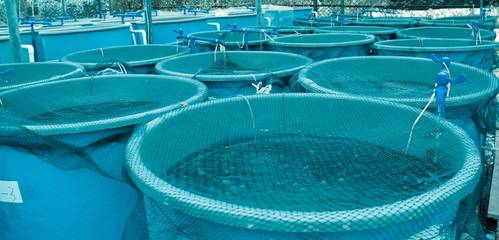 The Malaysian government is actively promoting aquaculture as a means to ensure sufficient supplies of fish in the face of dwindling wild fish stocks. (Photo © Adobe Stock / defun)