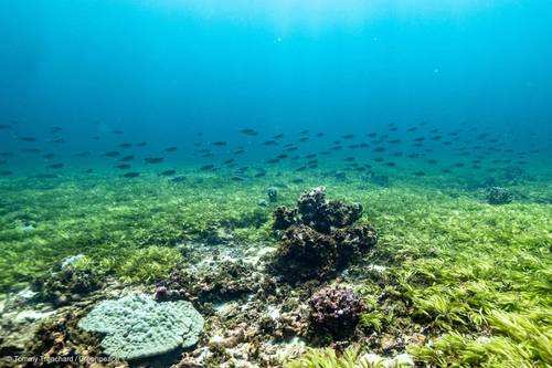 The Saya de Malha Bank is part of the Mascarene Plateau and located between Mauritius and Seychelles in the Indian Ocean. It is the largest seagrass meadow in the world and one of the biggest carbon sinks in the high seas. (© Tommy Trenchard / Greenpeace)
