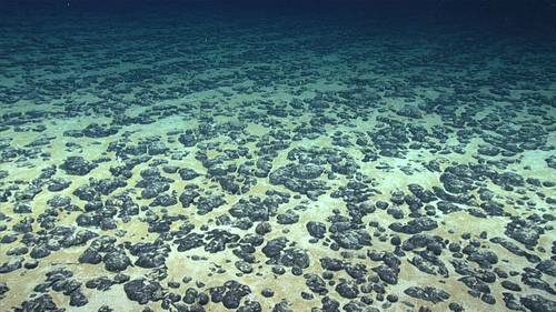 Manganese nodules on the Atlantic Ocean floor off the southeastern United States, discovered in 2019 during the Deep Sea Ventures pilot test. (Photo: NOAA)
