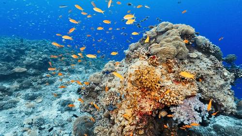 Marine ecosystems can be highly susceptible to invasive species. Credit: Adobe Stock/wkproduction