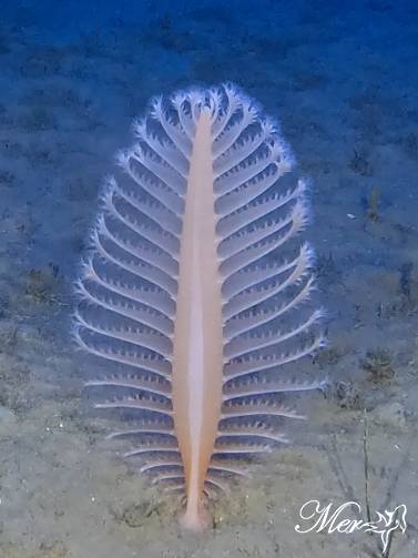© Marine &amp; Environmental Research Lab
