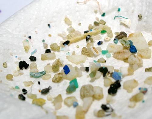 Microplastic fragments from the western North Atlantic, collected using a towed plankton net. (Photo: Giora Proskurowski, Sea Education Association (SEA).)