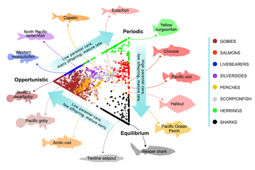 Model results showing where fish species (circles, with examples shown around perimeter) within each family or class (colors, legend on right) fall among three life-history strategies (periodic, opportunistic, and equilibrium) based on their traits. Credit: NOAA Fisheries