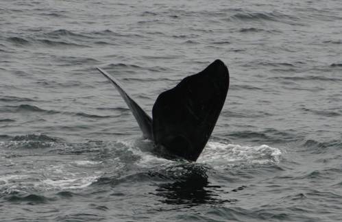© North Atlantic right whale “Lasagna” (Catalog #3550) is named for his wavy fluke blades that look like a lasagna noodle. CREDIT: New England Aquarium and Canadian Whale Institute, taken under DFO Canada SARA permit