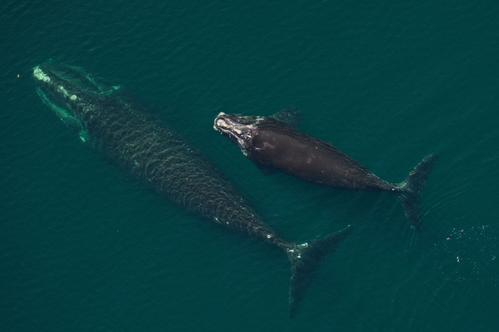 North Atlantic right whale mom “Millipede” (Catalog #3520) seen with her calf in Cape Cod Bay on April 9, 2026. CREDIT: New England Aquarium, taken under NOAA Permit #25739-01