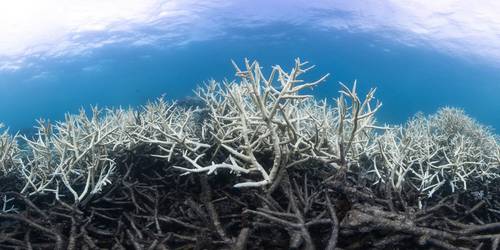 © The Ocean Agency / Adobe Stock