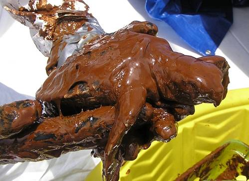 An oiled Kemp’s ridley sea turtle rescued from the Gulf of Mexico in 2010. CREDIT: Shigetomo Hirama