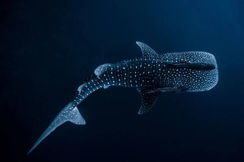 © Ollie / Adobe Stock