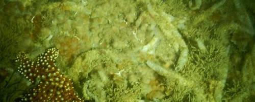 Parchment tubeworm in the field (Photo by Dr. Evelien De Meulenaere, Scripps Institution of Oceanography at UC San Diego)