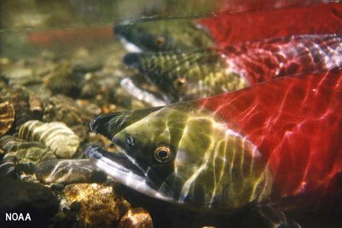 (Photo: NOAA)