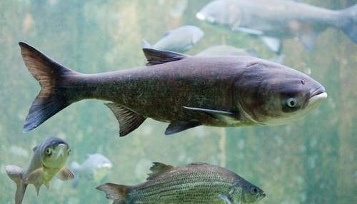Photo: Canada Fisheries and Oceans