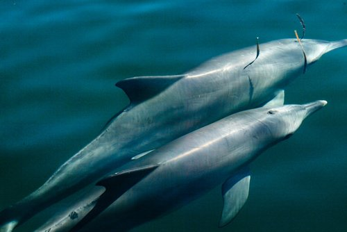 Photo courtesy of The Dolphin Decade