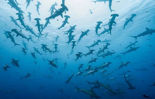 Photo credit: Global Fishing Watch