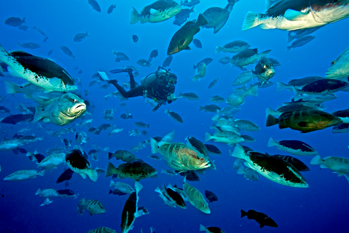 Photo by Paul Humann, copyright Grouper Moon Project