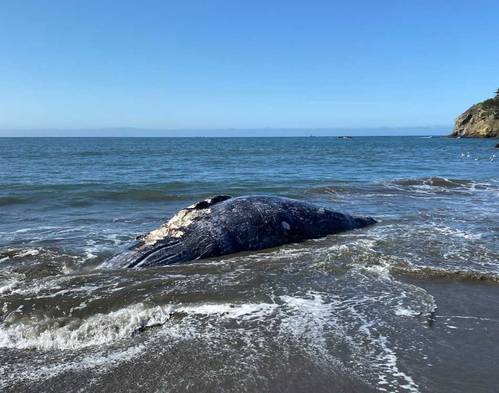(Photo: The Marine Mammal Center)