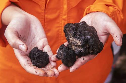 (Photo: Loke Marine Minerals)