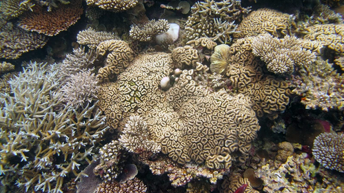  Photo by Michael Fox, Woods Hole Oceanographic Institution