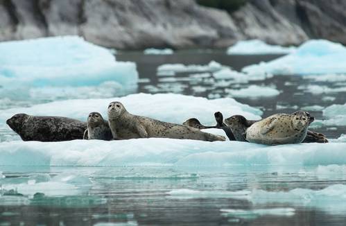 Photo: NOAA's Alaska Fisheries Science Center