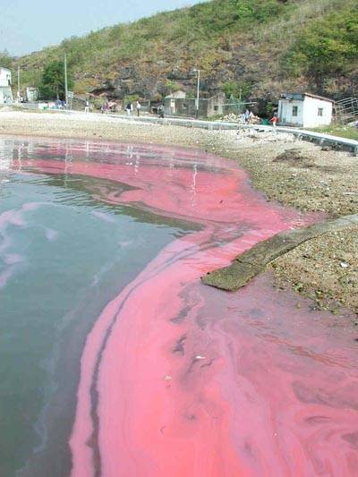 WHOI file photo. A Noctiluca bloom in Hong Kong (K.C. Ho)