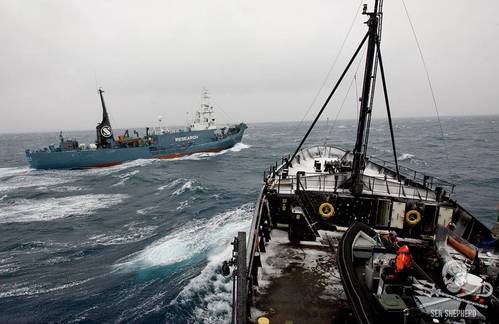 (Photo: Sea Shepherd)