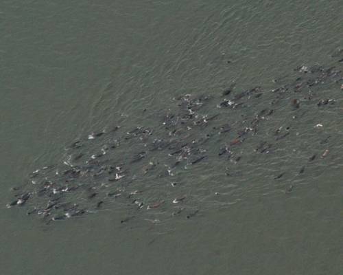Photo: Steven Jeffries/Washington Department of Fish and Wildlife