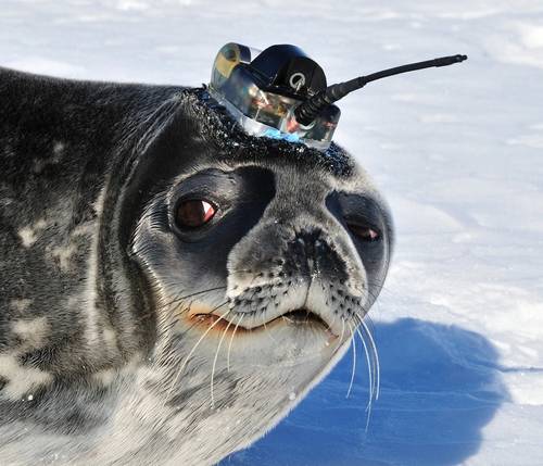 Photo of a Weddell Seal in the Ross Sea, Antarctica carrying a Valeport CTD sensor integrated into a tag built by the Sea Mammal Research Unit, St Andrews. (Photo: Daniel Costa, University of California, U.S.)