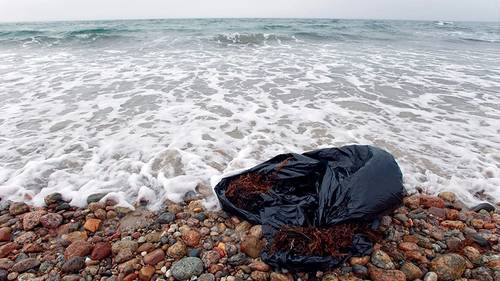 Plastic waste is ubiquitous in the global environment. A new report highlights plastic pollution as a grave and growing danger to health (Tom Kleindinst © Woods Hole Oceanographic Institution)