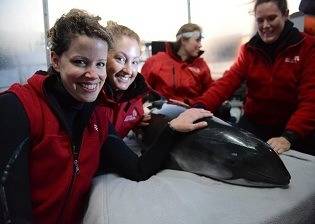 Porpoise Levi admirers: Photo courtesy of Teekay