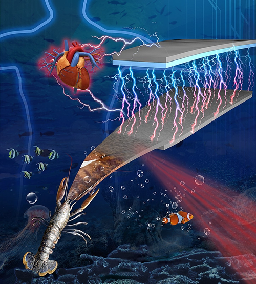 A Purdue team is transforming shrimp shell material into a functional device for generating electricity. (Image: Purdue University)