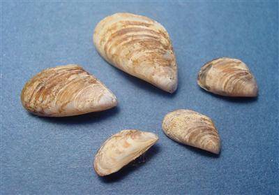 Quagga mussels (Photo: GLERL-NOAA)