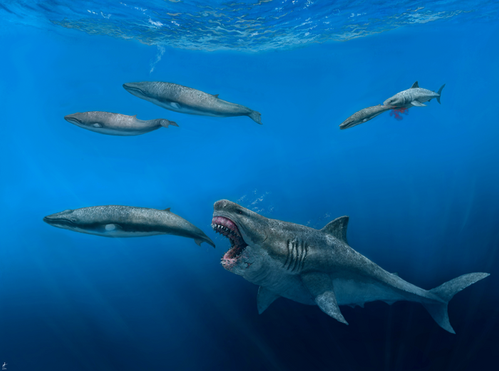 The reconstructed megalodon was 16 meters long and weighed over 61 tons. (Credit: J.J. Giraldo / University of Zurich)