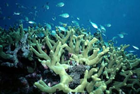 Reef habitat: Photo courtesy of Queensland Museum
