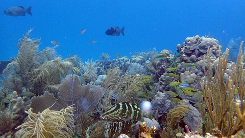 A reefscape in the highly-protected Jardines de la Reina (Gardens of the Queen), Cuba provides habitat and feeding grounds for large numbers of fish, including top predators like sharks and groupers. (Photo by Amy Apprill, ©Woods Hole Oceanographic Institution)