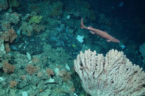 A new reflection paper co-authored by PML Honorary Fellow Torsten Thiele urges the International Seabed Authority to declare a moratorium/precautionary pause on such activity. Credit: PML