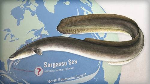 Scientists think that American eels spawn somewhere in the southwest corner of the Sargasso Sea, which is surrounded by circulating ocean currents. The eels migrate as tiny larvae to fresh waters along the coast, where they spend their adult lives. Where the adults spawn and how the larvae migrate to the coast both remain mysteries. (Illustration by Eric S. Taylor, WHOI Graphic Services)