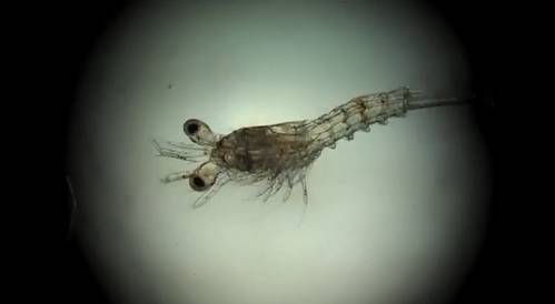 Screenshot from Raising Shrimp