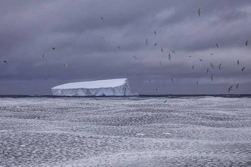 Sea-ice loss exposes glacial ice shelves, which fringe the Antarctic continent, to damaging ocean swells and storms that weaken them, promoting iceberg calving from their front. Photo: Pete Harmsen