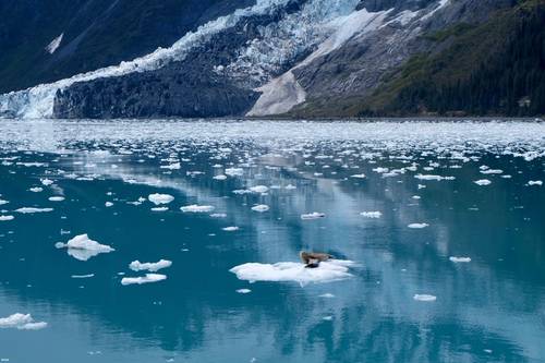 Seals float on ice recently calved from a nearby glacier in the waters close to Whittier, Alaska, June 2023. (Image credit: Sarah Tucker, NOAA)