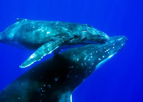 (© Silke Stuckenbrock/Silke Photo 2008/Marine Photobank.)