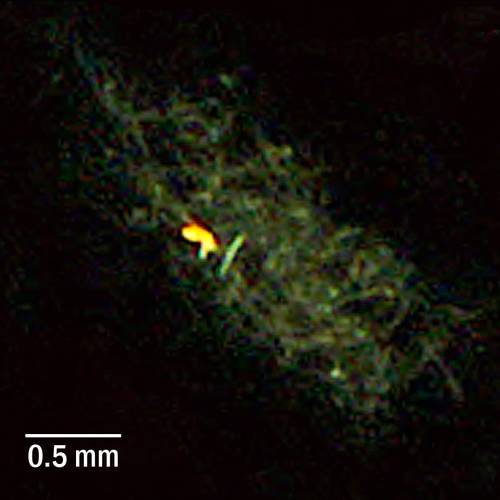 A small copepod Microsetella (orange speck) feeding on a particle at 300m depth in the North Atlantic. (Photo: Klas Möller)