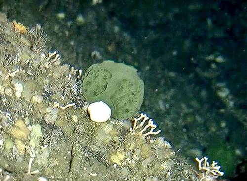Small, deep-water Alaska green sponge (Image: NOAA Fisheries)