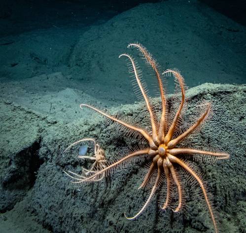 Source: ODL Credit: NOAA