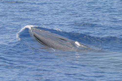Source: NOAA Fisheries