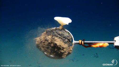Deep sea sponges and other creatures live on and among valuable manganese nodules like this one that could be mined from the seafloor. ROV KIEL 6000/GEOMAR