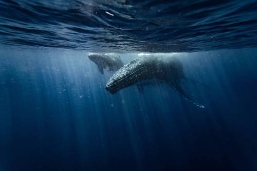 © Stepan / Adobe Stock