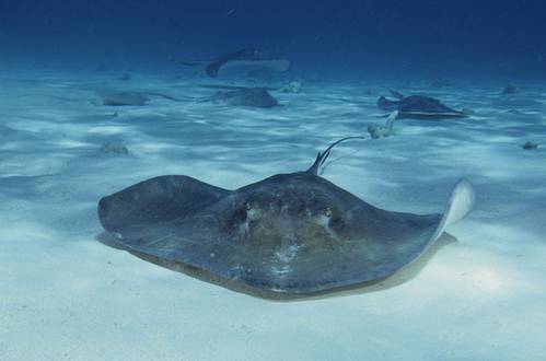 Stingrays Wiki CCL