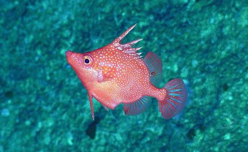 A striking image of Hollardia goslinei. This is a species of deep-water spike fish native to Hawaii. ROV footage of this species occurring in Australia puts it very far away from its known 'home' range. © Schmidt Ocean Institute  