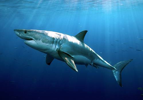 Summer Shark: Photo courtesy of WHOI